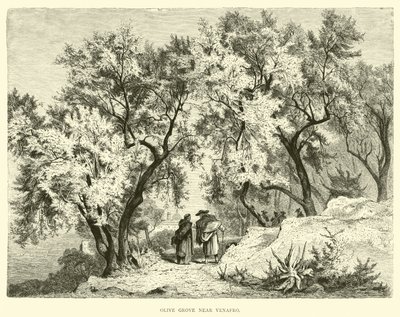Olive Grove perto de Venafro de English School