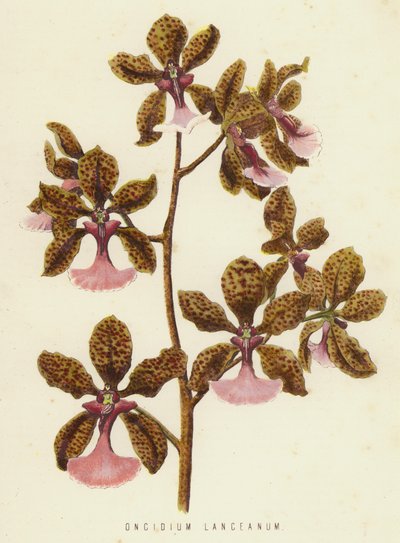Oncidium Lanceanum (cromólito) de English School