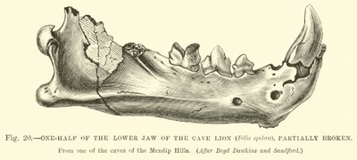 Metade da mandíbula inferior do Leão das Cavernas (Felis spelaea), parcialmente quebrada de English School