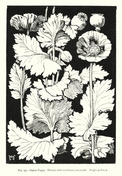 Papoila de ópio; Flores de branco a carmesim e púrpura; Altura 30 polegadas (gravação) de English School