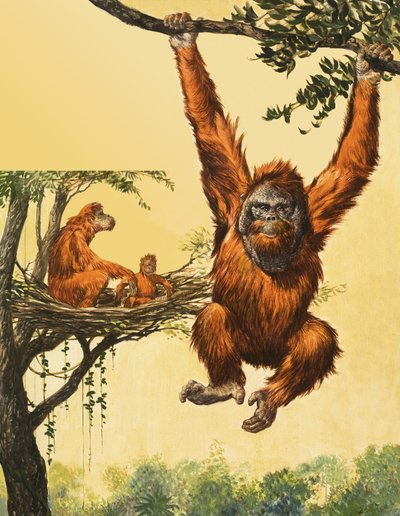 Orangotangos de English School