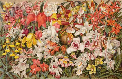 Orquidário (chromolitho) de English School