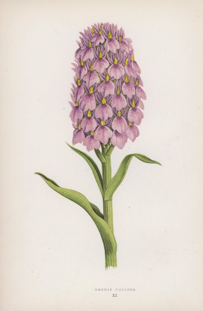 Orchis Foliosa (cor litho) de English School