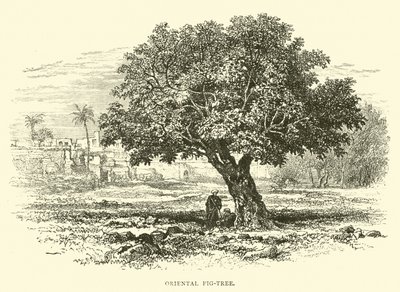 Árvore de figo oriental de English School
