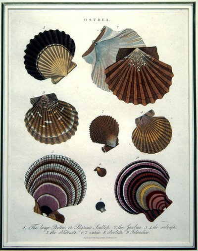 Ostrea, ilustração da 