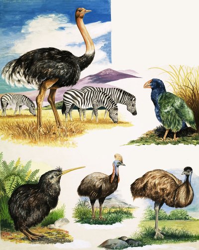 Avestruz, Kiwi, Cassowary, Emu e Takahe de English School