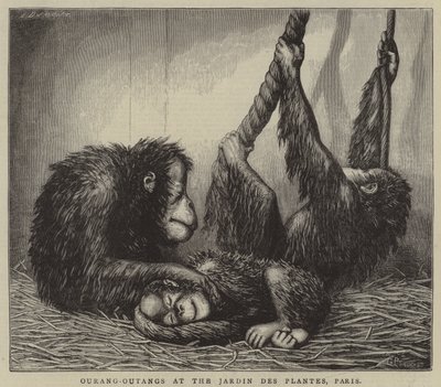 Ourang-Outangs no Jardin des Plantes, Paris (gravura) de English School