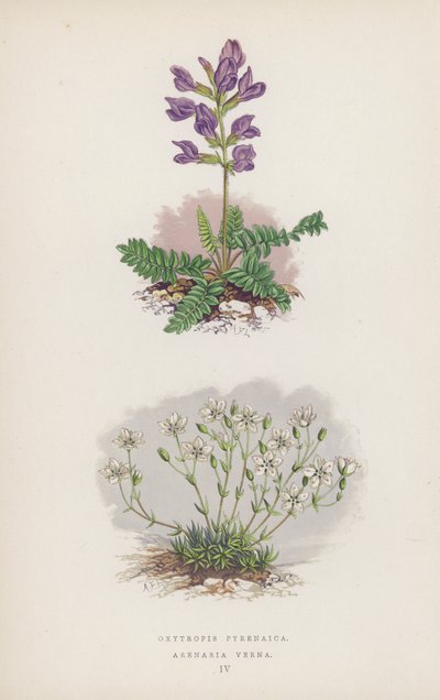 Oxytropis pyrenaica; Arenaria Verna (cor litho) de English School