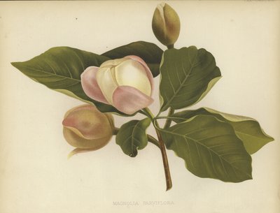 Oyama Magnolia de English School