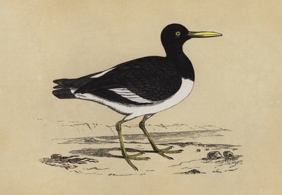 Ostra-Catcher (cor litho) de English School