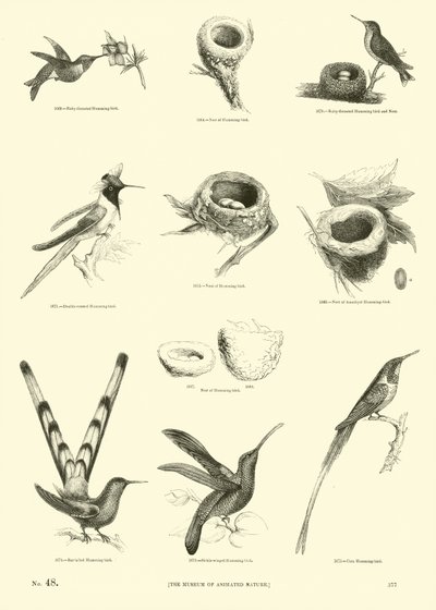 Página de The Pictorial Museum of Animated Nature de English School
