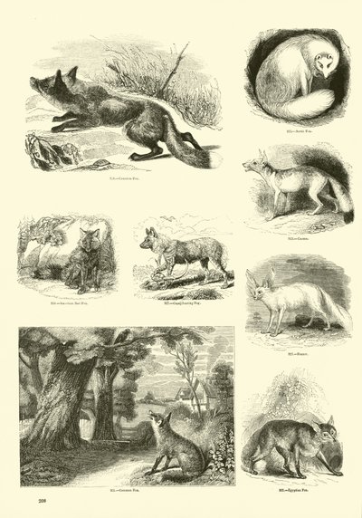 Página de The Pictorial Museum of Animated Nature de English School