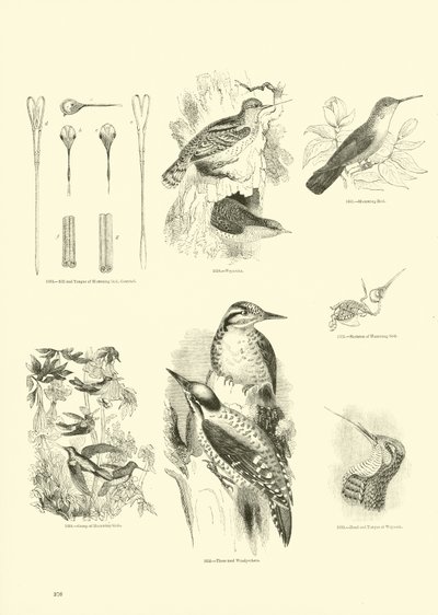 Página de The Pictorial Museum of Animated Nature de English School