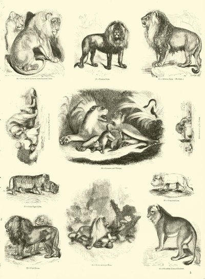 Página de The Pictorial Museum of Animated Nature de English School