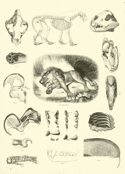 Página de The Pictorial Museum of Animated Nature de English School