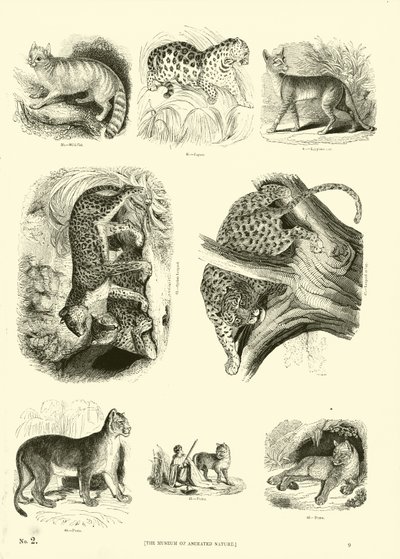 Página de The Pictorial Museum of Animated Nature de English School
