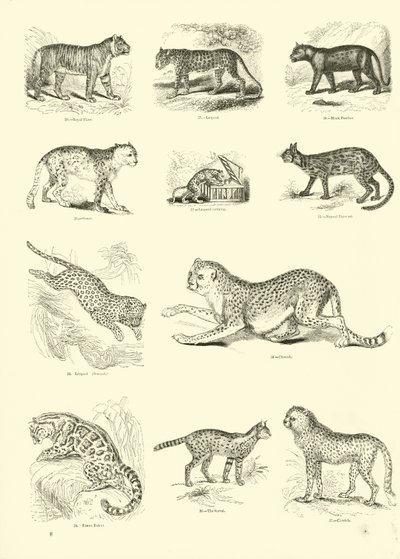 Página de The Pictorial Museum of Animated Nature de English School