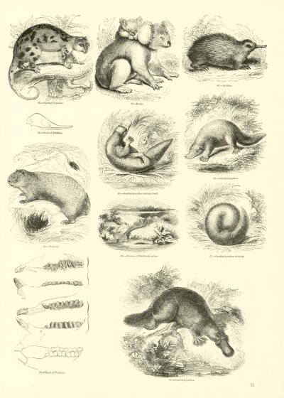 Página de The Pictorial Museum of Animated Nature de English School