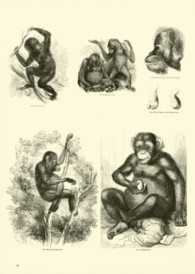 Página de The Pictorial Museum of Animated Nature de English School