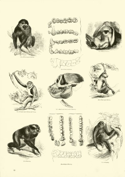 Página de The Pictorial Museum of Animated Nature de English School