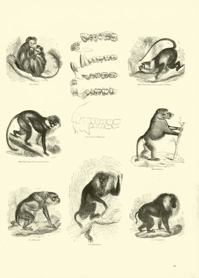 Página de The Pictorial Museum of Animated Nature de English School