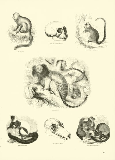 Página de The Pictorial Museum of Animated Nature de English School