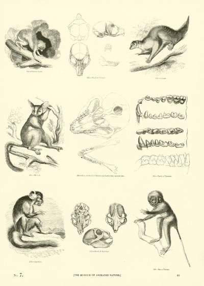 Página de The Pictorial Museum of Animated Nature de English School