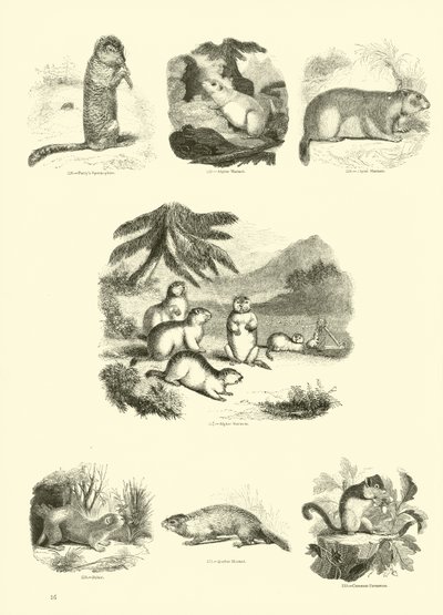 Página de The Pictorial Museum of Animated Nature de English School