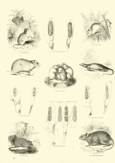 Página de The Pictorial Museum of Animated Nature de English School