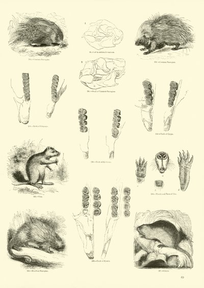 Página de The Pictorial Museum of Animated Nature de English School