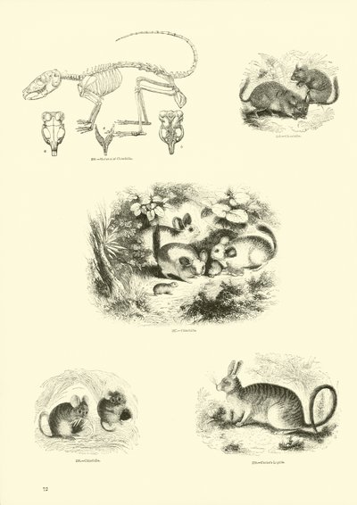 Página de The Pictorial Museum of Animated Nature de English School
