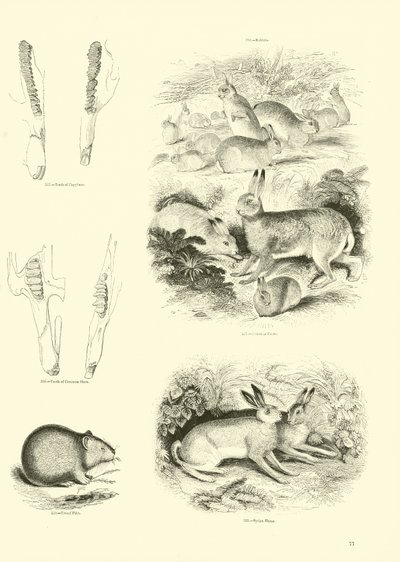 Página de The Pictorial Museum of Animated Nature de English School