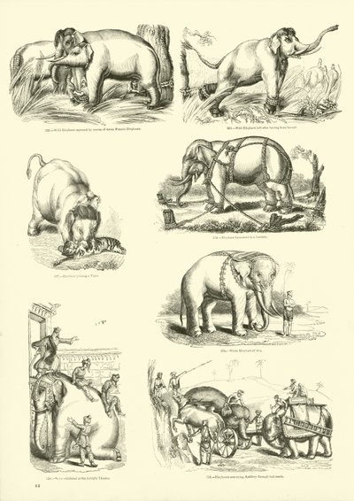 Página de The Pictorial Museum of Animated Nature de English School