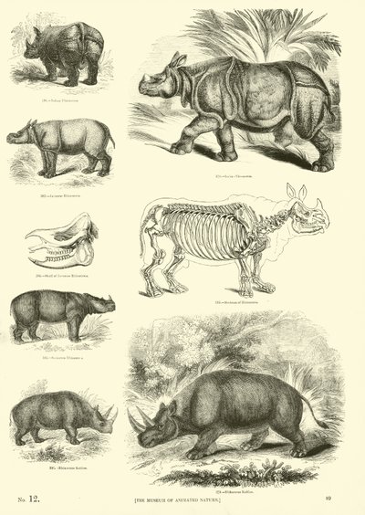 Página de The Pictorial Museum of Animated Nature de English School