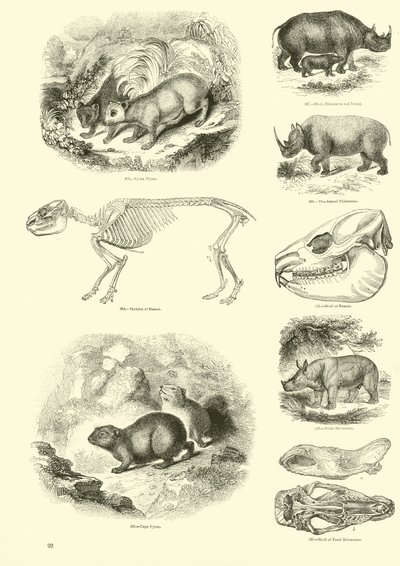 Página de The Pictorial Museum of Animated Nature de English School