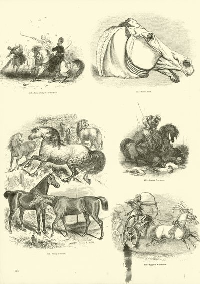 Página de The Pictorial Museum of Animated Nature de English School
