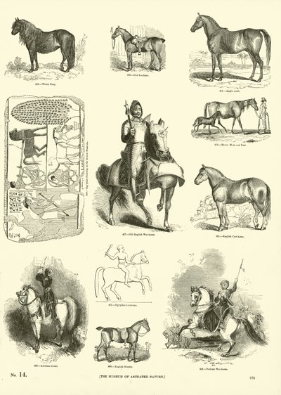 Página de The Pictorial Museum of Animated Nature de English School