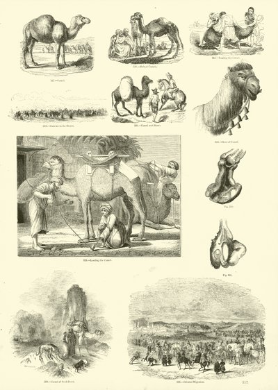 Página de The Pictorial Museum of Animated Nature de English School