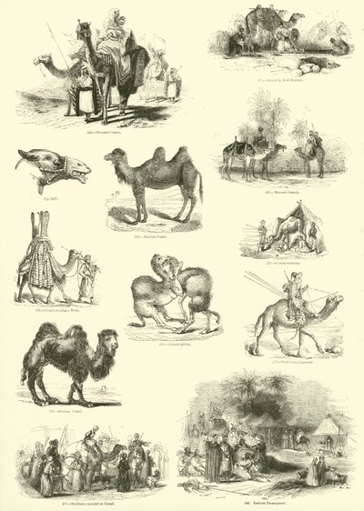 Página de The Pictorial Museum of Animated Nature de English School