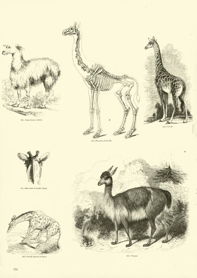 Página de The Pictorial Museum of Animated Nature de English School
