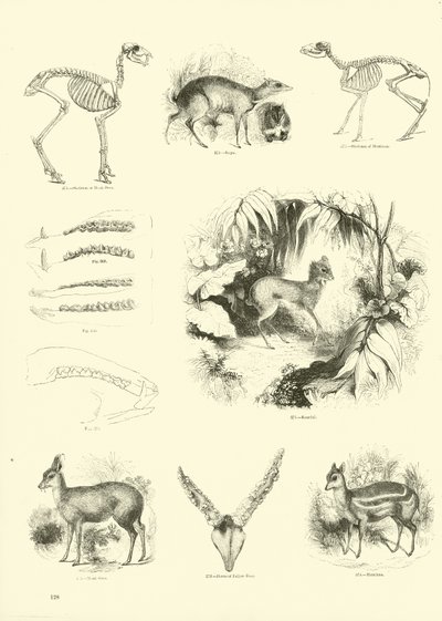 Página de The Pictorial Museum of Animated Nature de English School