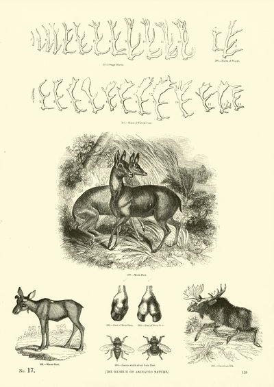 Página de The Pictorial Museum of Animated Nature de English School