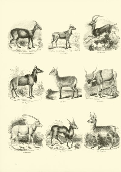 Página de The Pictorial Museum of Animated Nature de English School