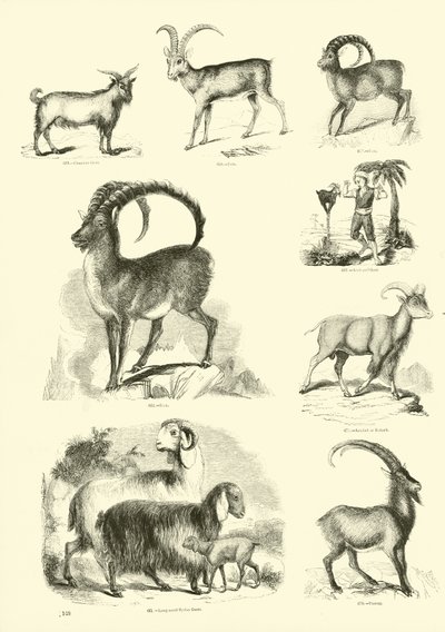 Página de The Pictorial Museum of Animated Nature de English School