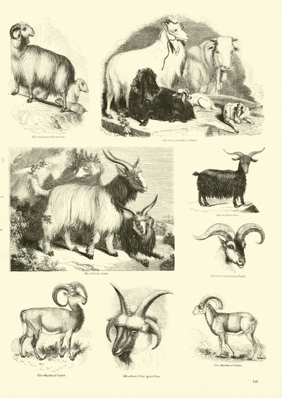 Página de The Pictorial Museum of Animated Nature de English School