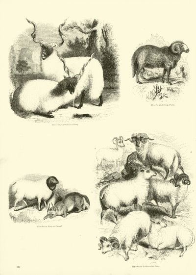 Página de The Pictorial Museum of Animated Nature de English School