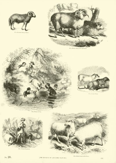 Página de The Pictorial Museum of Animated Nature de English School