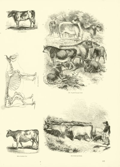 Página de The Pictorial Museum of Animated Nature de English School