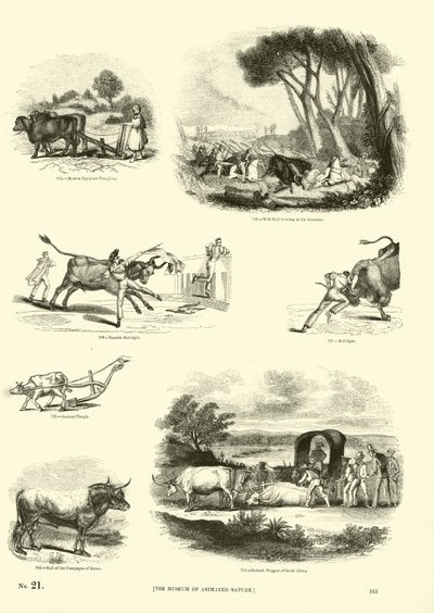Página de The Pictorial Museum of Animated Nature de English School
