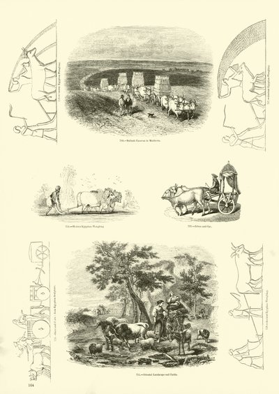 Página de The Pictorial Museum of Animated Nature de English School